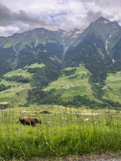 Image for Early summer in Switzerland